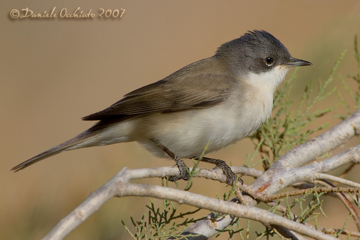 Lesser Whitethroat (Sylvia curruca)