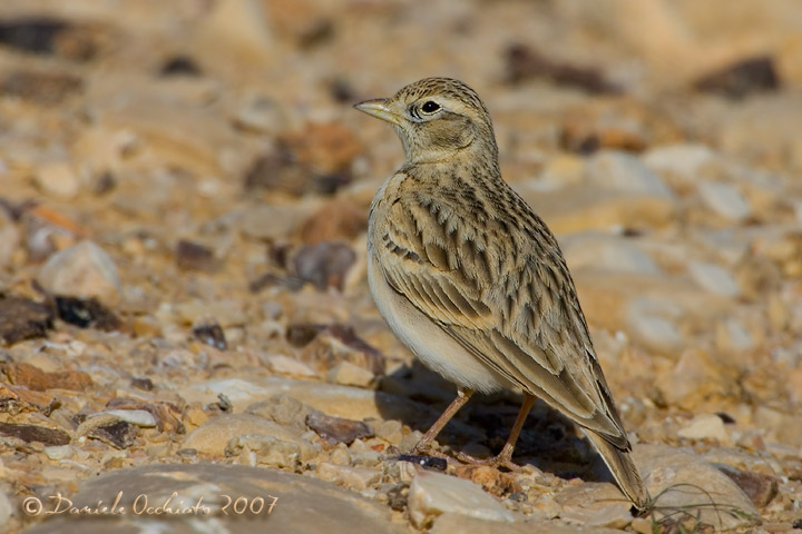 Short-toed Lark (Calandrella brachydactyla)