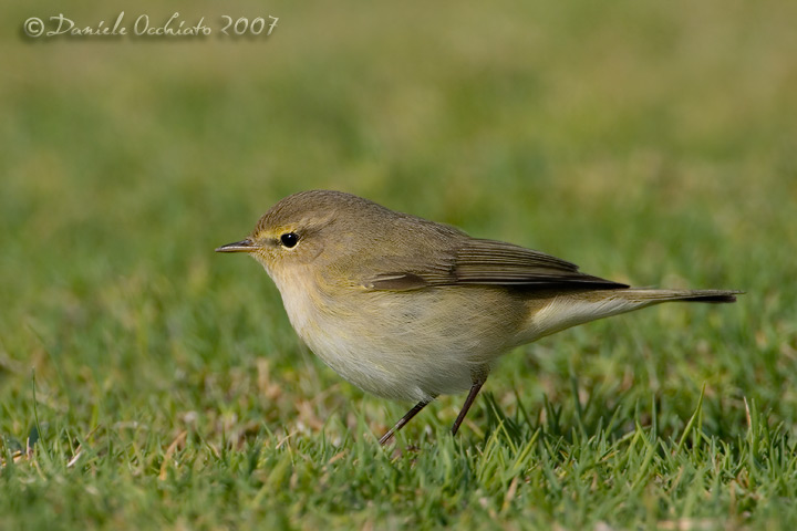 Chiffchaff (Phylloscopus collybita)