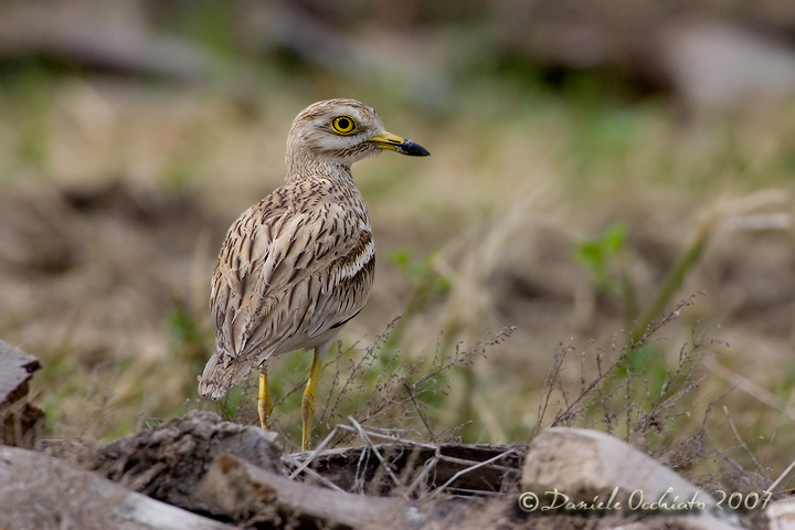 Stone Curlew (Burhinus oedicnemus)