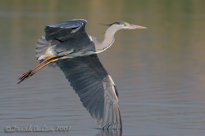 Grey Heron (Ardea cinerea)
