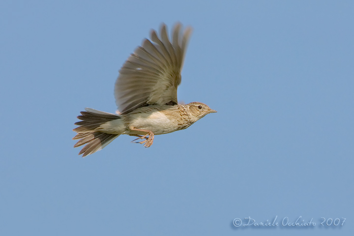 Skylark (Alauda arvensis)