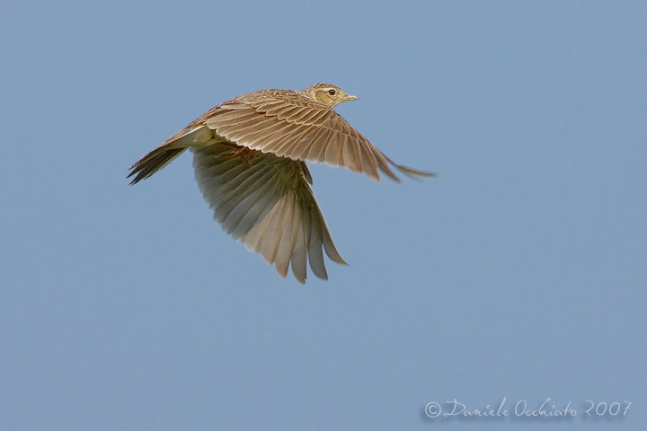 Skylark (Alauda arvensis)