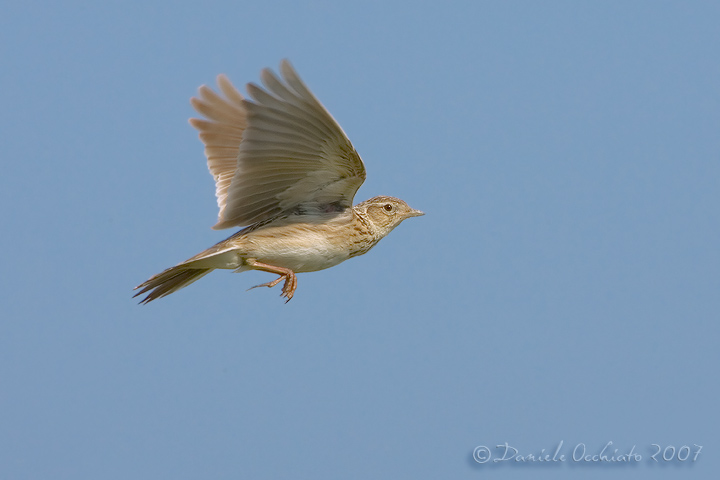 Skylark (Alauda arvensis)