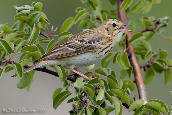 Tree Pipit (Anthus trivialis)