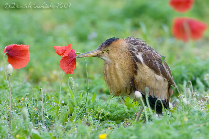 Little Bittern (Ixobrychus minutus)