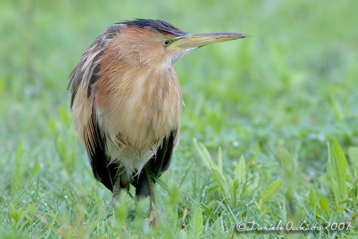 Little Bittern (Ixobrychus minutus)