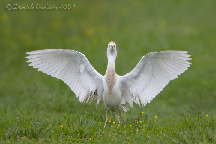 Cattle Egret (Bubulcus ibis)