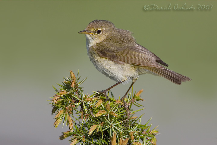Chiffchaff (Phylloscopus collybita)