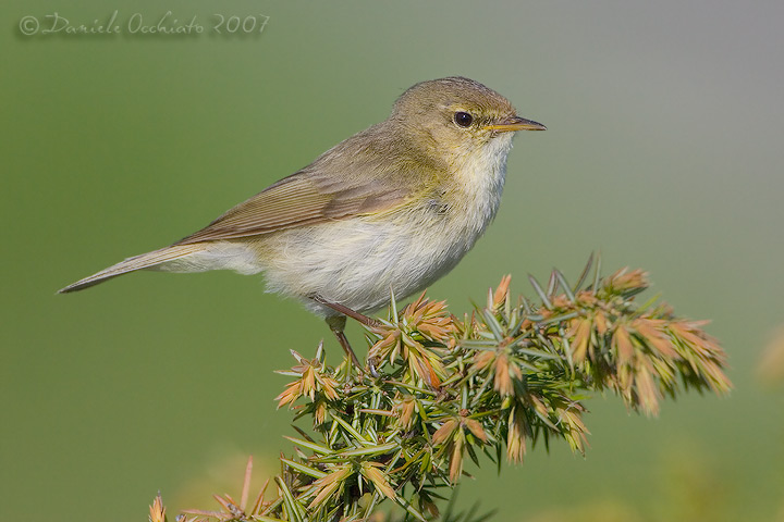 Chiffchaff (Phylloscopus collybita)