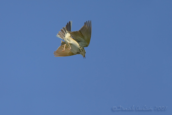 Tree Pipit (Anthus trivialis)