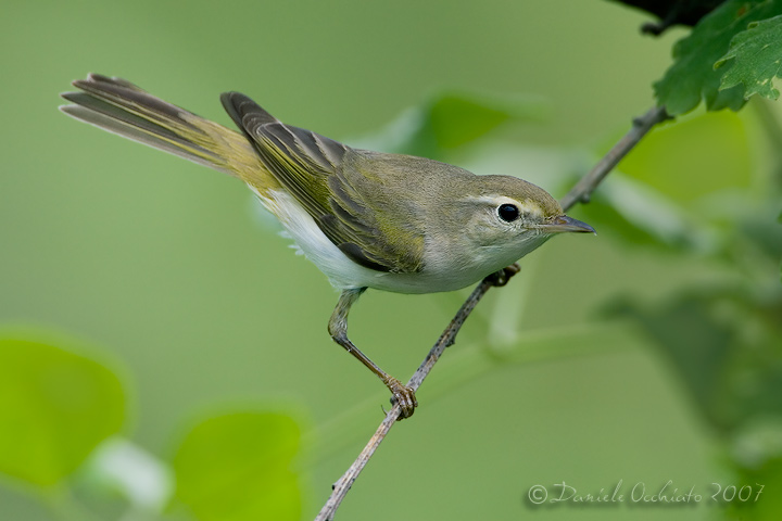 Western Bonellis Warbler (Phylloscopus bonelli)