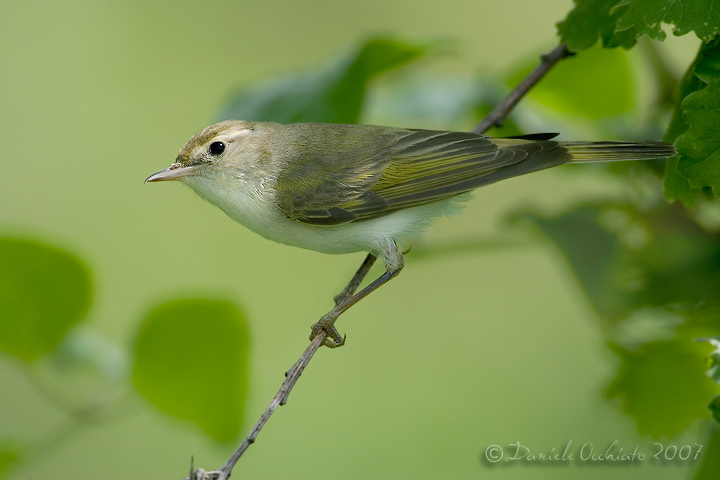 Western Bonellis Warbler (Phylloscopus bonelli)
