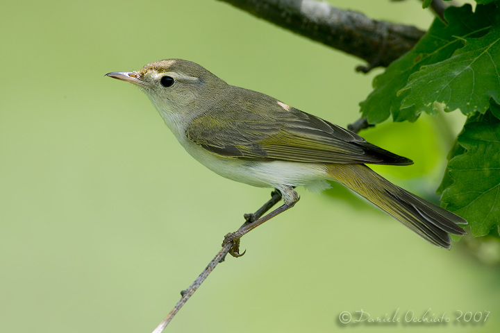 Western Bonellis Warbler (Phylloscopus bonelli)