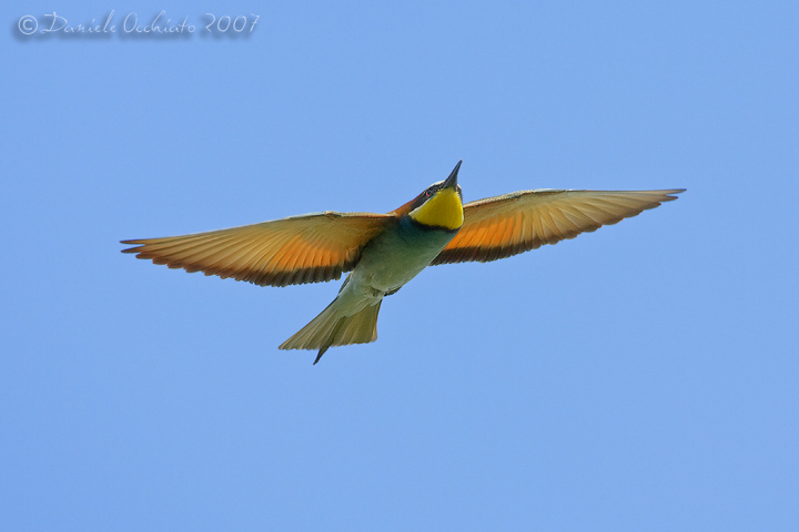 Bee-eater (Merops apiaster)