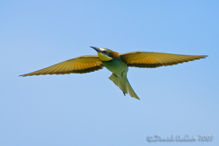 Bee-eater (Merops apiaster)