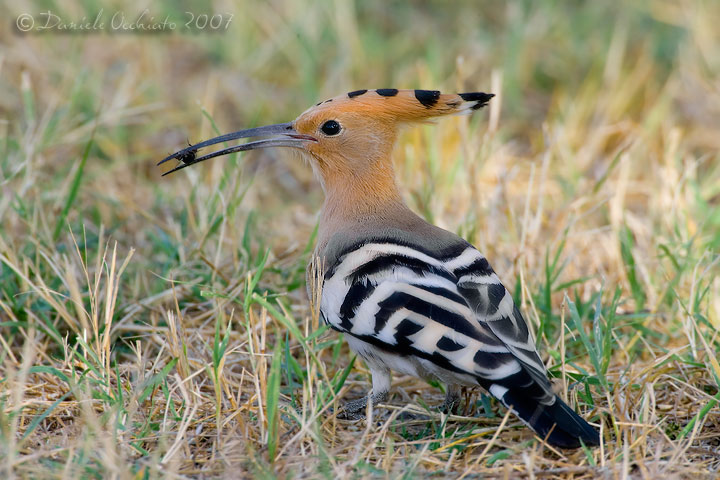 Hoopoe (Upupa epops)