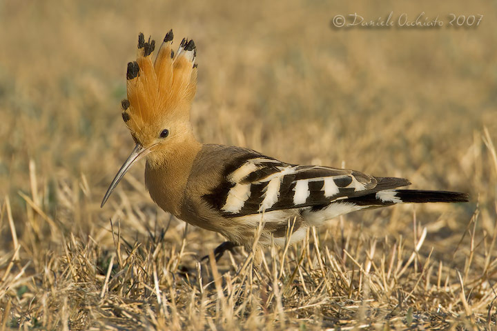 Hoopoe (Upupa epops)