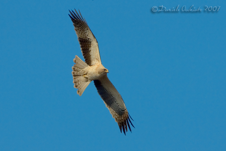 Booted Eagle (Aquila pennata)