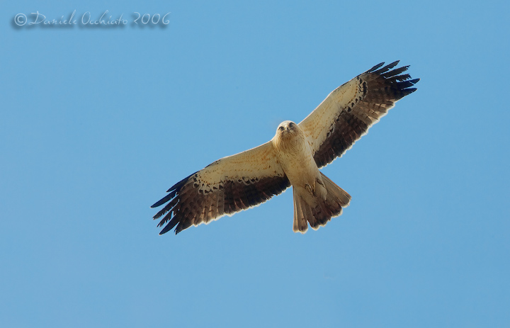 Booted Eagle (Aquila pennata)