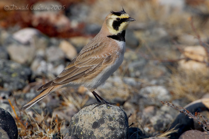 Horned Lark (Eremophlia alpestris)