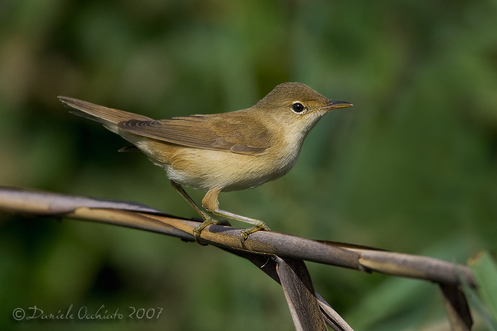 Eurasian Reed Warbler (Acrocephalus scirpaceus)