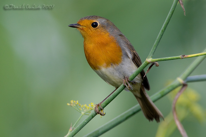 European Robin (Eritachus rubecula)