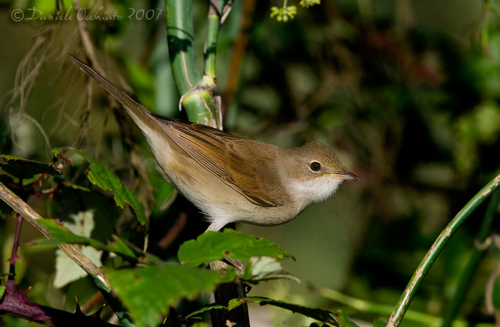 Common Whitethroat (Sylvia communis)