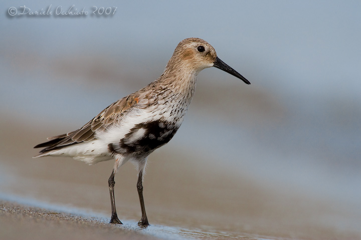 Dunlin (Calidris alpina)