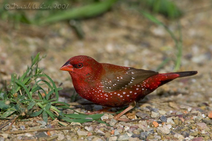 Red Avadavat (Amandava amandava)