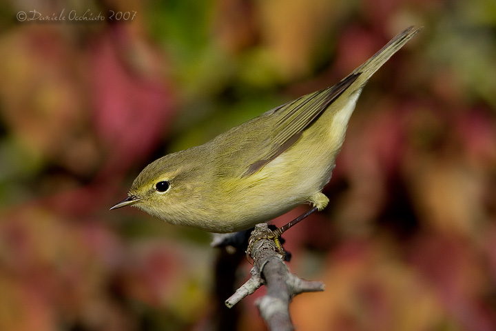 Chiffchaff (Philloscopus collybita)