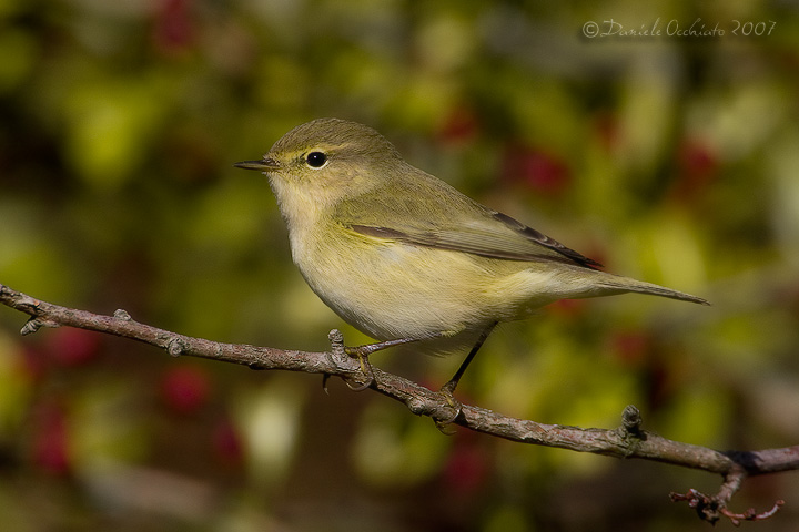 Chiffchaff (Philloscopus collybita)
