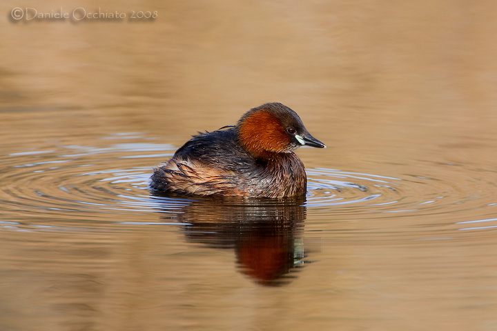 Little Grebe (Tachybaptus ruficollis)