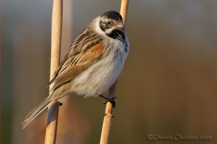 Reed Bunting (Emberiza schoeniclus)