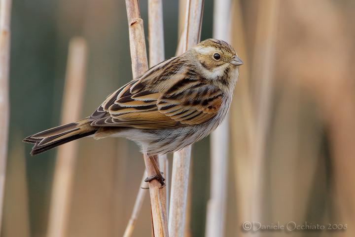 Reed Bunting (Emberiza schoeniclus)