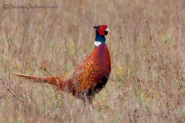 Common Pheasant (Phasianus colchicus)