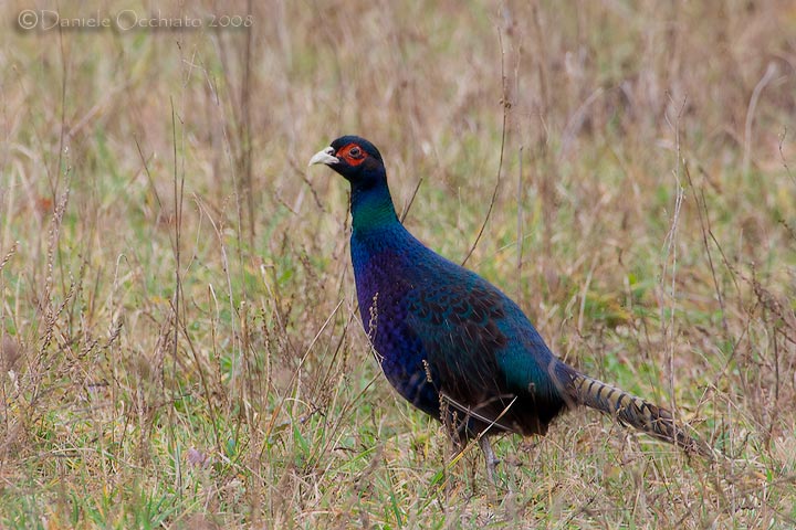 Common Pheasant (Phasianus colchicus var tenebrosus)