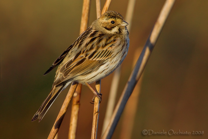 Reed Bunting (Emberiza schoeniclus)