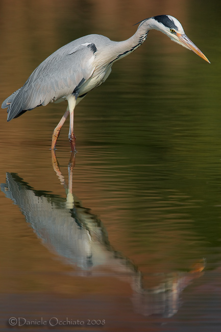 Grey Heron (Ardea cinerea)