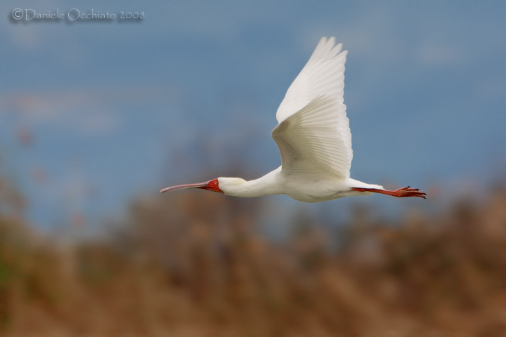 African Spoonbill (Platalea alba)