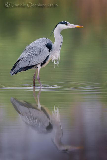 Grey Heron (Ardea cinerea)