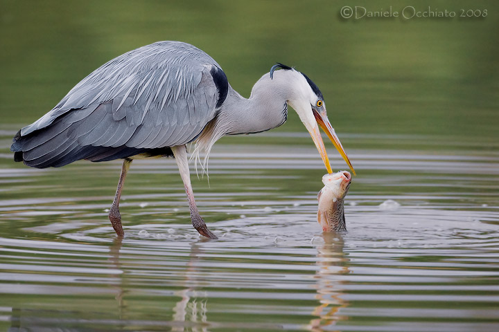 Grey Heron (Ardea cinerea)
