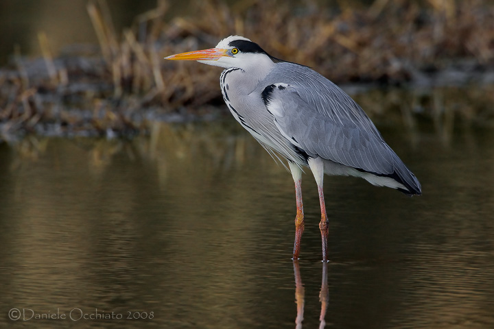 Grey Heron (Ardea cinerea)
