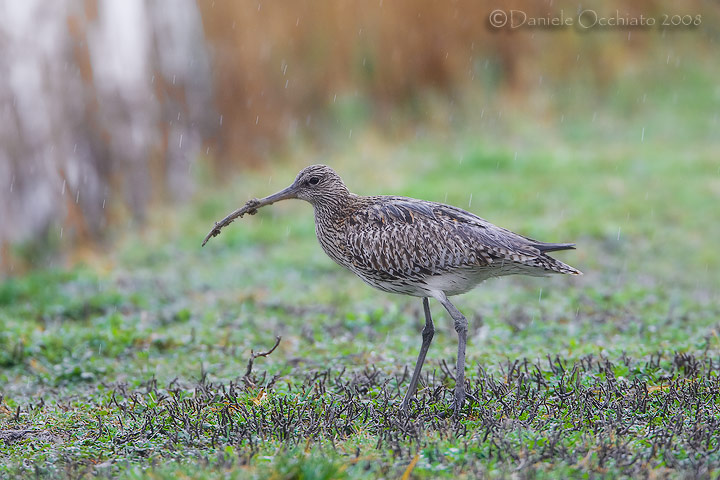 Eurasian Curlew (Numenius arquata)