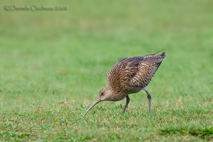 Eurasian Curlew (Numenius arquata)