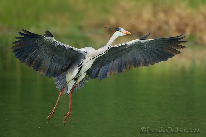 Grey Heron (Ardea cinerea)