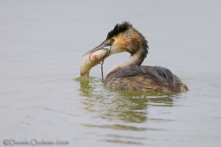 Great Crested Grebe (Podiceps cristatus)