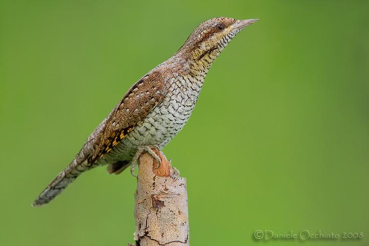 Eurasian Wryneck (Jynx torquilla)