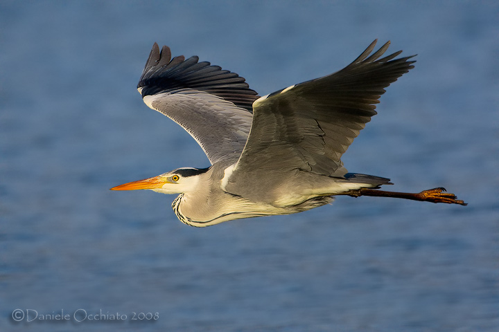 Grey Heron (Ardea cinerea)