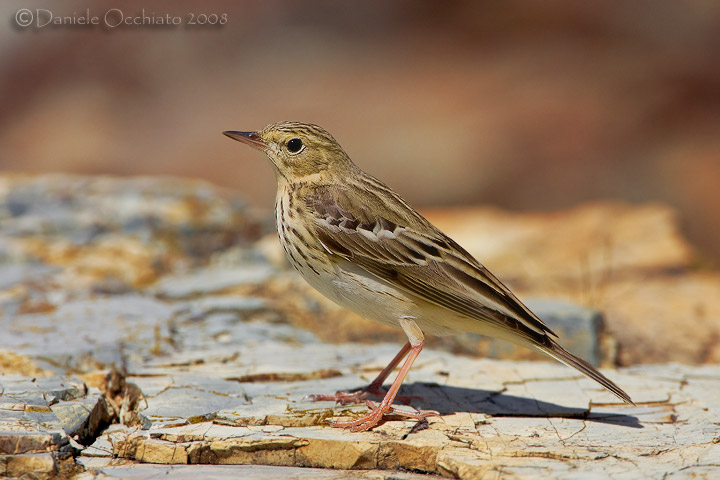 Tree Pipit (Anthus trivialis)